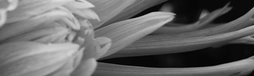 Eine Blüte öffnet ihre Blütenblätter, als Symbol für Berührung