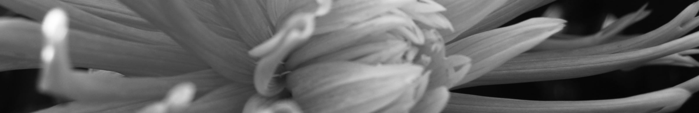 Sinnliches Öffnen der Blütenblätter, ein Symbol für Erotisches