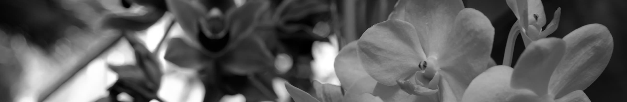 Sinnliche Orchideenblüten